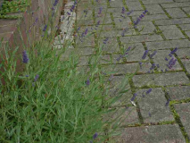 lavendula