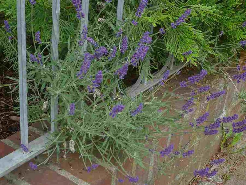 Lavendula