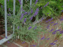 Lavendula