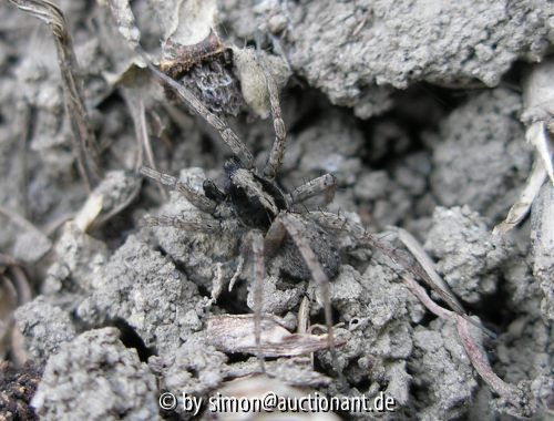 Spinne