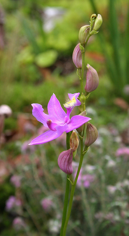 Calopogon tuberosus