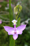 Calopogon tuberosus