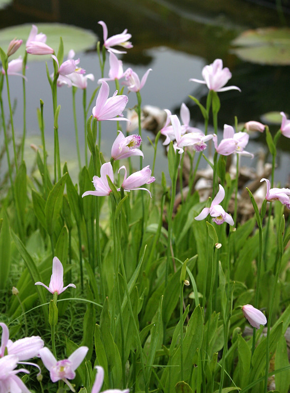 Pogonia ophioglossoides