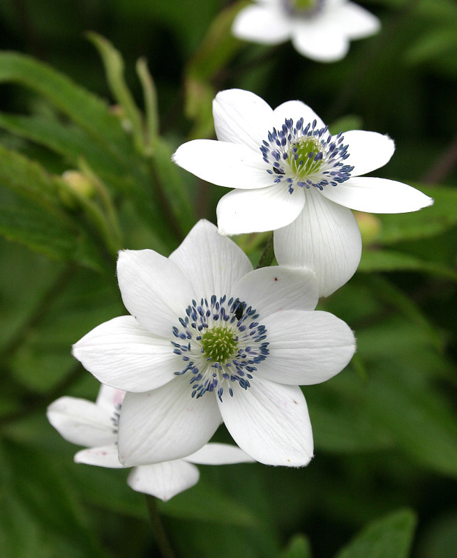 Anemone rivularis
