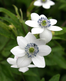 Anemone rivularis