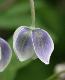 Anemone rivularis