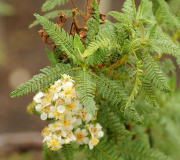 Chamaebatiaria millefolium
