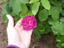 PP_Blüte1