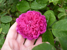 PP_Blüte2