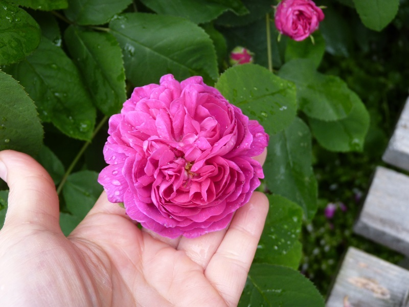RdR_Blüte