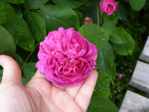 RdR_Blüte