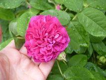 RdR_Blüte2