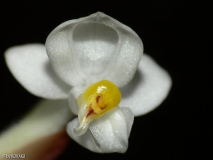 unbekannte Orchidee aus dem Baumarkt/Blü