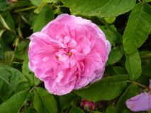 PdL_Blüte