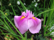 Iris laevigata `Rose Queen` - Asiatische Sumpfschwertlilie
