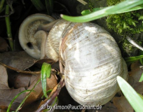 Weinbergschnecken