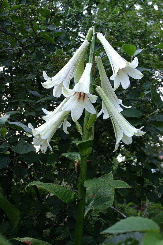 Cardiocrinum giganteum