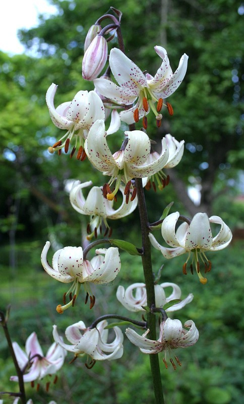 Lilium martagon var. albiflorum