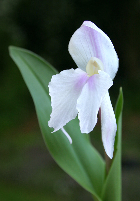Roscoea humeana