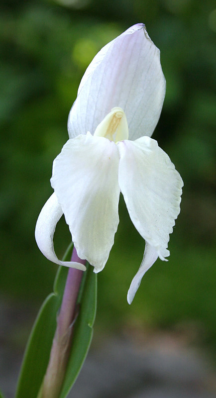 Roscoea humeana