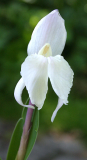 Roscoea humeana