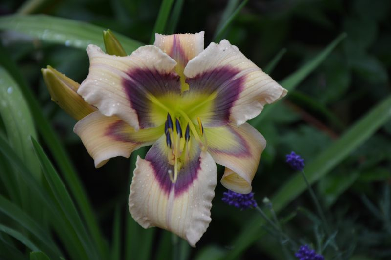 ledgewoods calico blues
