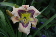 ledgewoods calico blues