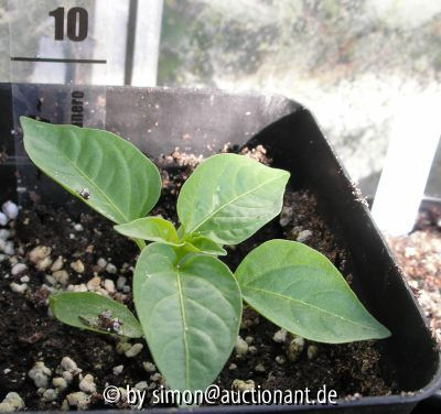 Chili 02.04.05