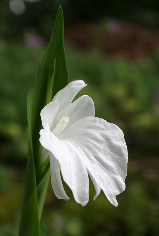 Roscoea nepalensis