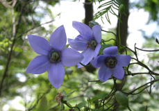 Codonopsis grey-wilsonii