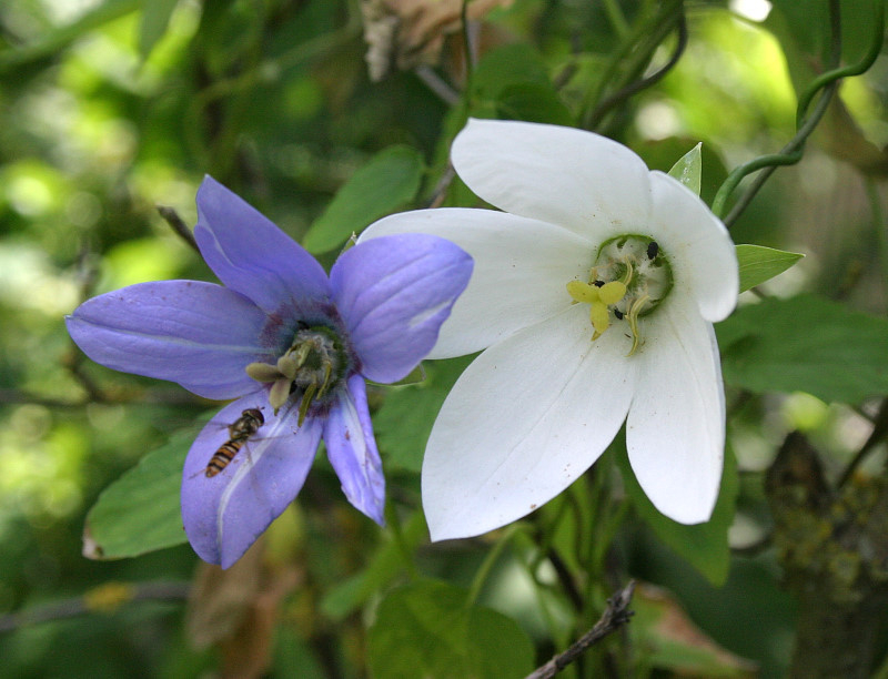 Codonopsis grey-wilsonii