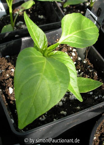 Chili 02.04.05
