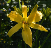 Golden Pinwheel