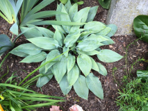 Hosta Silberne Hochzeit