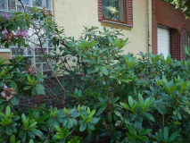 Rhodo