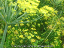 marguerite07.jpg