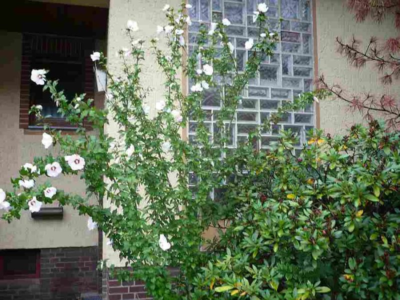 Rhodo