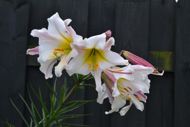 Königs-Lilie (Lilium regale)