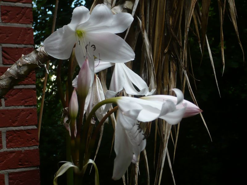 Hakenlilie (crinum)