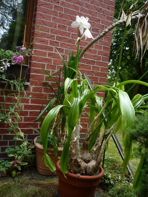 crinum