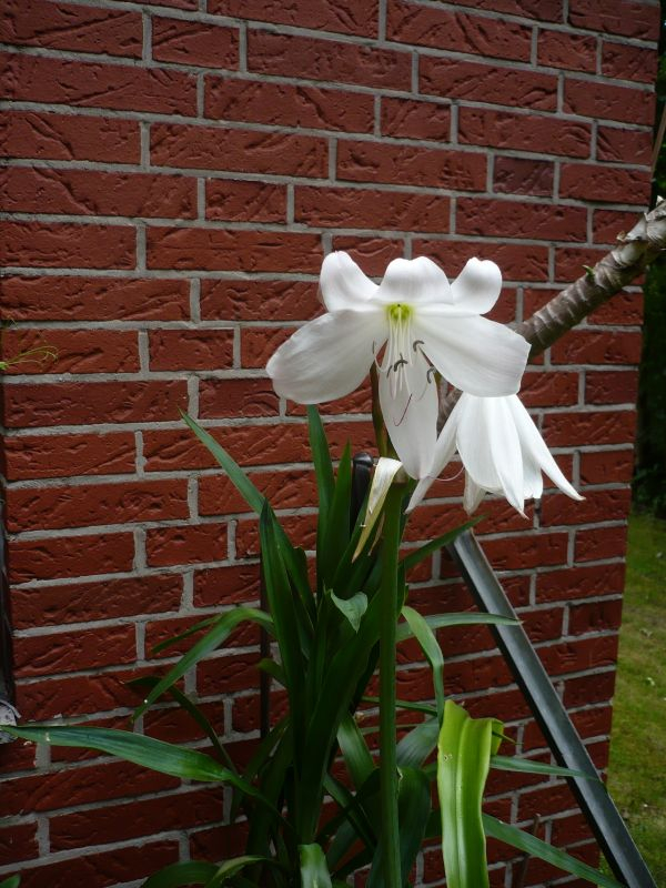 crinum