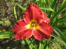 Mississippi Red Dragon