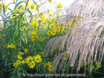 jardin_de_sarastro_03.jpg