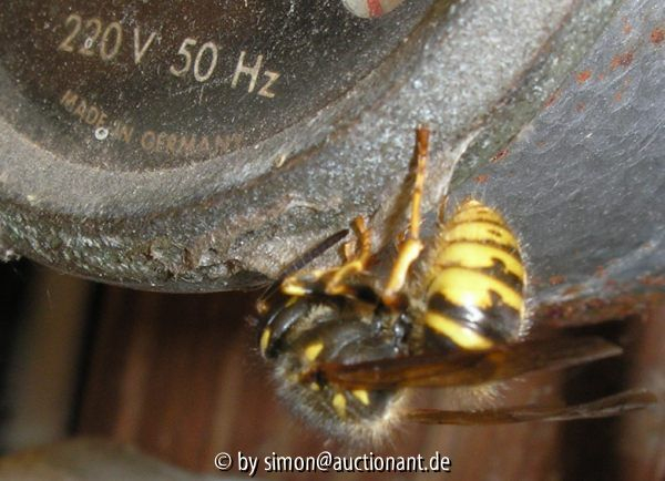 Wespe beim Hausbau