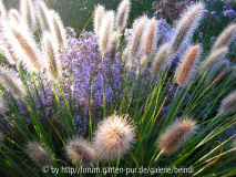 jardin_de_sarastro_06.jpg