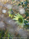 jardin_de_sarastro_07.jpg