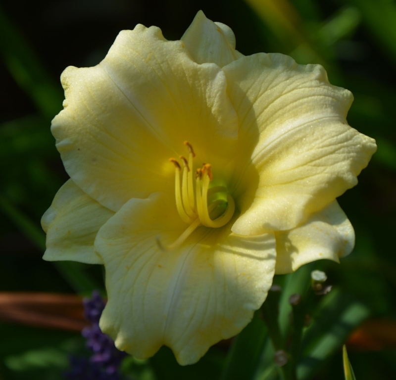 longfields pearl