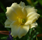 longfields pearl