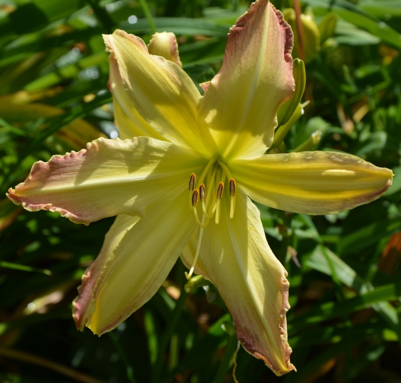 spanish fandango
