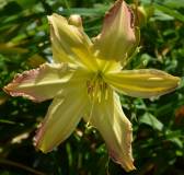 spanish fandango